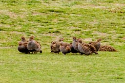 grey partridge