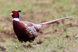 pheasant