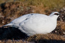 ptarmigan