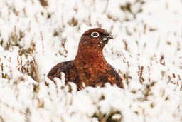 red grouse