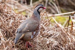 red legged partridge