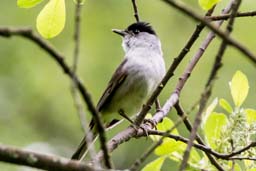 blackcap