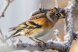 brambling