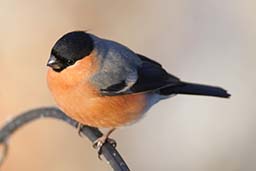 bullfinch