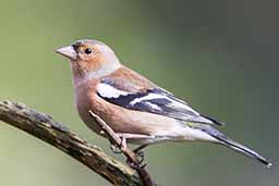 chaffinch