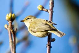 chiffchaff