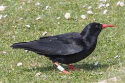 chough