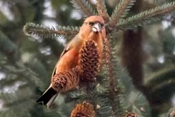 crossbill