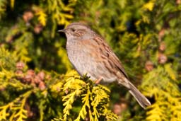 dunnock