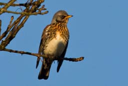 fieldfare