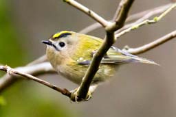 goldcrest