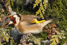 goldfinch