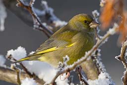 greenfinch