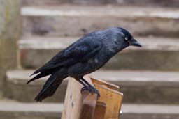 jackdaw