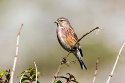 linnet