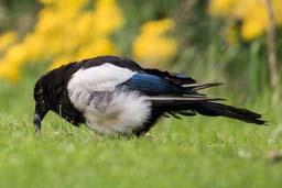 magpie