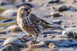 redpoll