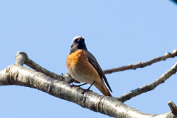 redstart