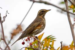 redwing