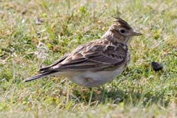 skylark