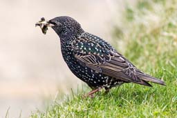 starling