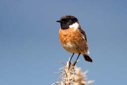 stonechat