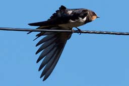 swallow