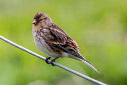 twite