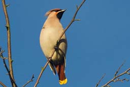 waxwing