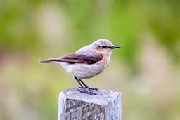 wheatear