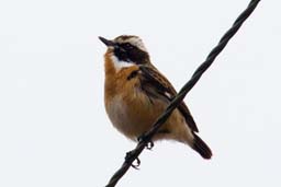 whinchat