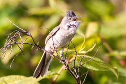 whitethroat