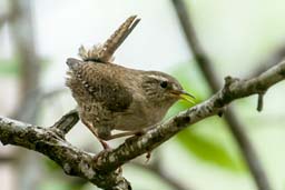 wren