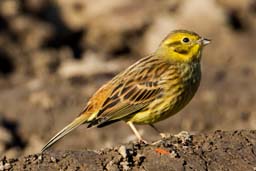 yellowhammer