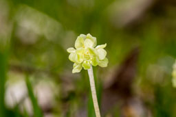 moschatel