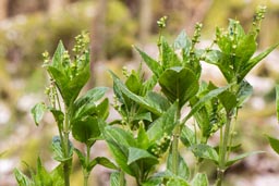 dog's mercury