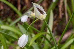 few-flowered leek