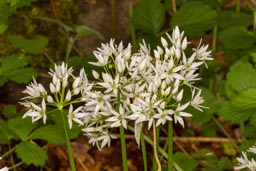 wild garlic