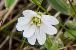 alpine mouse-ear