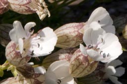 bladder campion