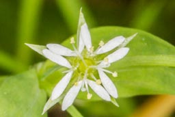 bog stitchwort