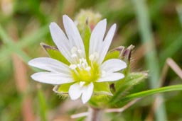 common mouse-ear