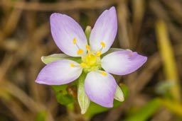 greater sea spurrey