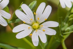 greater stitchwort