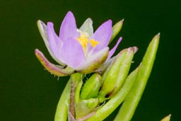 lesser sea spurrey