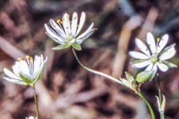 lesser stitchwort