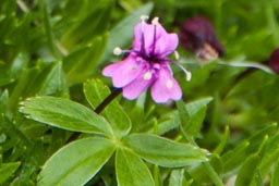 moss campion