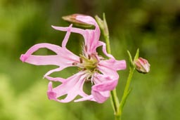 ragged robin