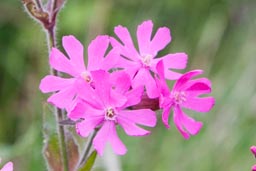 red campion