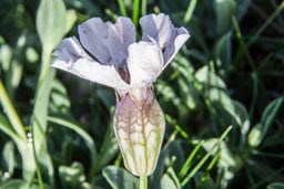 sea campion